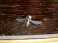 DSCF0038_thumb.png