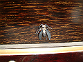 DSCF0039_thumb.png